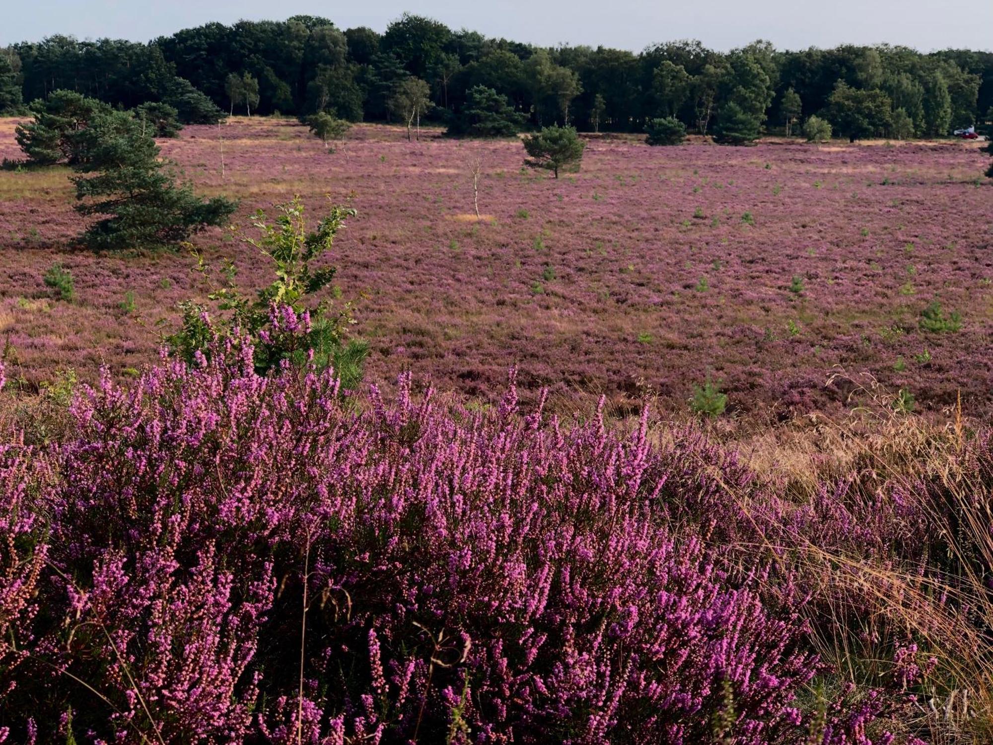 נונספייט Het Natuurhuisje Op De Veluwe מראה חיצוני תמונה